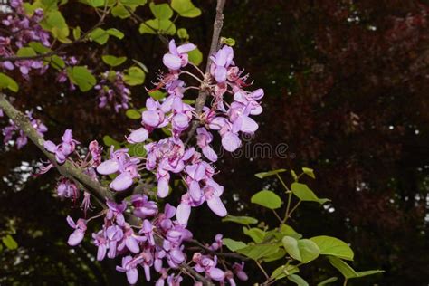 Cercis Siliquastrum in Boom Stock Image - Image of deciduous, cluster: 253203489