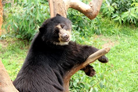 Spectacled Bear Tremarctos Ornatus Zoochat