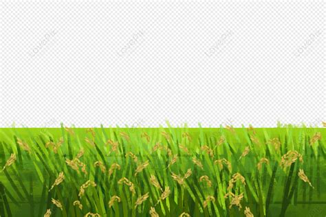 Paddy Png Hd Transparent Image And Clipart Image For Free Download