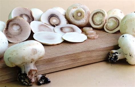 Comment Garder Les Champignons De Paris Blancs