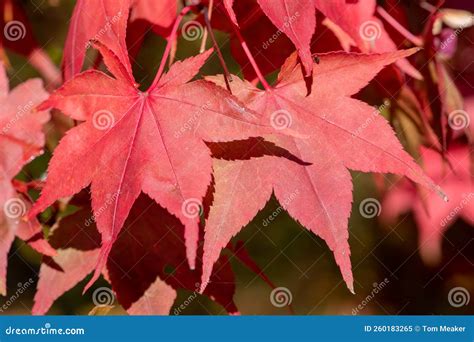 Japanese Maple Acer Palmatum Tree Stock Image Image Of Colour Close 260183265