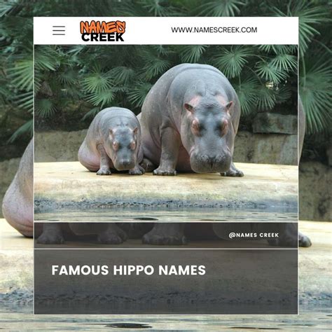 Top 100 Creative And Unique Hippo Names For Your Pet Hippo