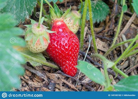 Fresas Naturales Org Nicas Con Las Hojas Verdes Que Brotan En Un Jard