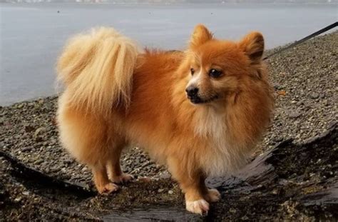 Full Grown Corgi Pomeranian Mix | Teacup Pomeranian