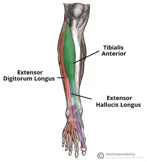 Leg Muscle Diagram Labeled Human Being Anatomy Muscles Anterior View