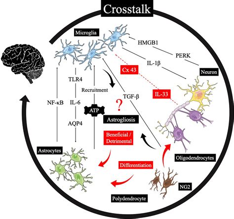 Frontiers Neuroinflammation Following Traumatic Brain Injury Take It