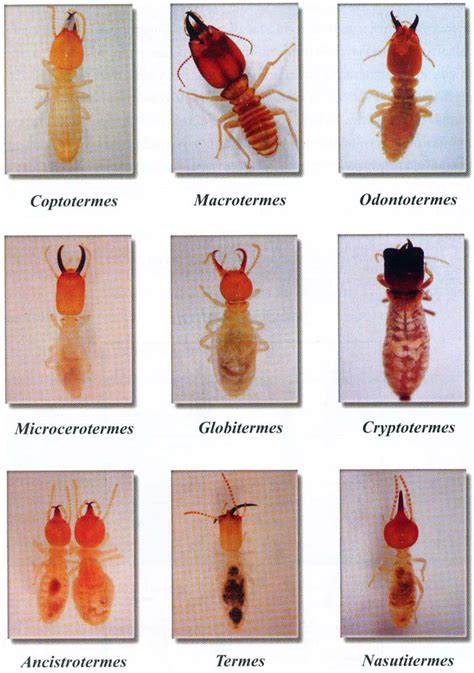 Termite | Insect Wiki | FANDOM powered by Wikia