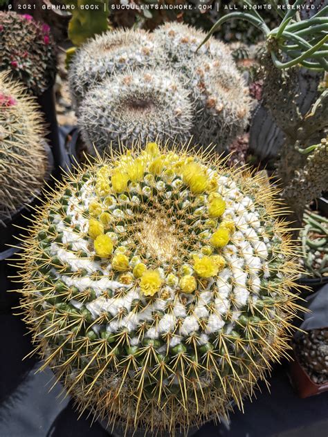 Succulent Porn From The Sacramento C S Society Plant Sale