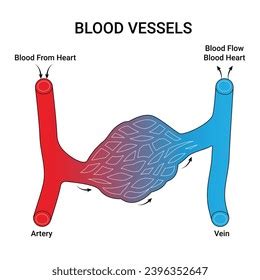 Blood Vessels Types Arteries Veins Capillaries Stock Vector Royalty