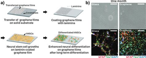 Growth And Differentiation Of Human Neural Stem Cells HNSCs A