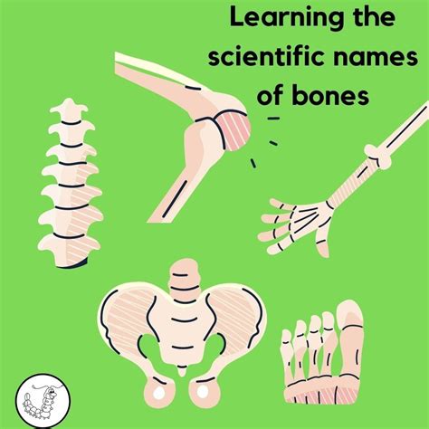 Scientific Names of the Bones in our Bodies