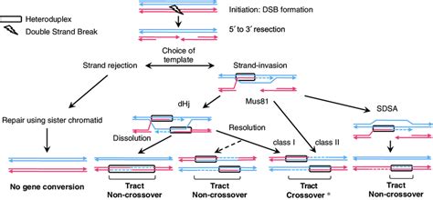 Canonical Model Of Meiotic Recombination In Saccharomyces Cerevisiae