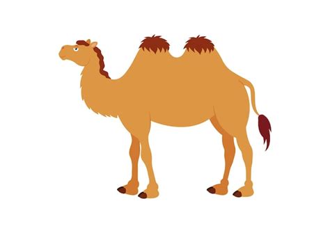 Premium Vector Camel Cartoon Character Isolated On White Background