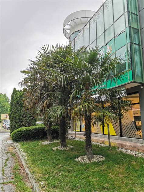 Разпознаване на палма - БЪЛГАРСКИЯТ ПАЛМФОРУМ | THE PALMFORUM OF BULGARIA