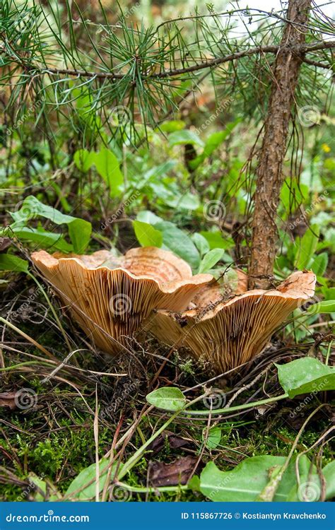 Forest Mushrooms Saffron Milk Cap Growing In A Green Moss Stock Photo