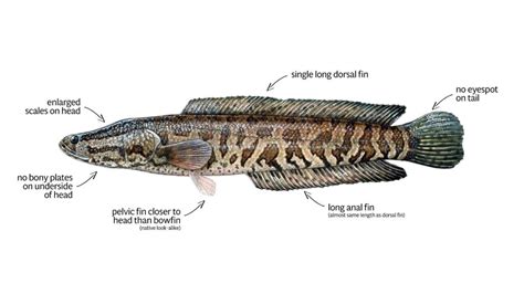 Northern Snakehead Profile And Resources Invasive Species Centre