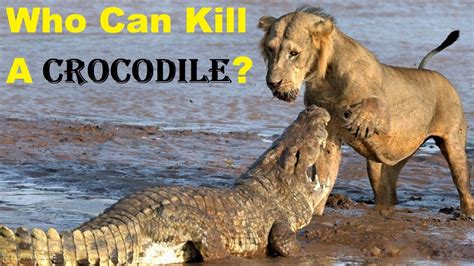 Animals That Can Kill Crocodile - 10 Animals That Could Defeat A ...