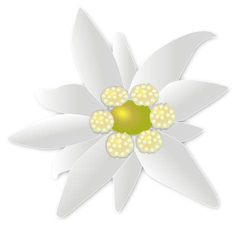 Edelweiss Flor Imágenes Png Descarga Gratuita