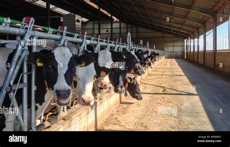 Cattle Line Up Hi Res Stock Photography And Images Alamy