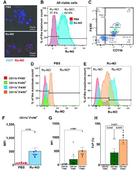 Ru No Uptake And Detection In Peritoneal Macrophages A Representative