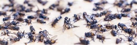 How to Get Rid of Flies | Fast & Safe Solutions - DIY Pest Control