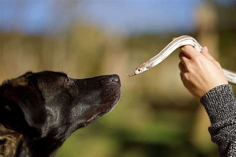 Will Dogs Eat Snakes