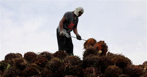 Stok Minyak Sawit Malaysia Terendah Dalam Enam Bulan Berita Harian