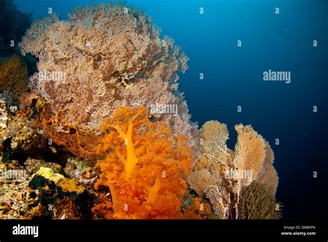 The Beautiful Coral Reef Of Menjangan Island In The North West Of Bali