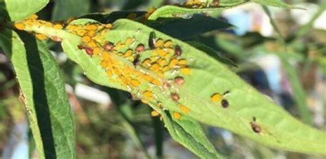 Aphids Backbone Valley Nursery