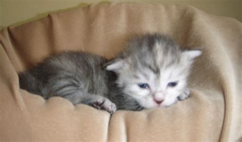 silver-tortie-girl1 - Siberian Cats