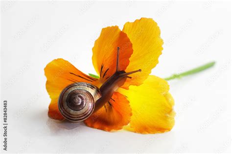 Schnecke An Oranger Bl Te Freisteller Stock Foto Adobe Stock