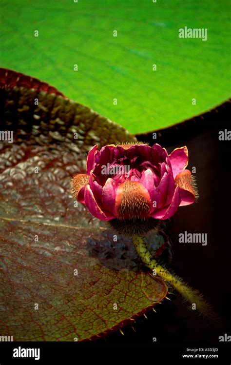 Giant Amazon water lilies and lily pads on Terra Nova Island along the ...