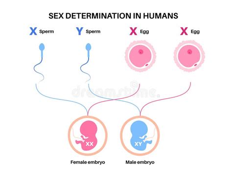 Sex Determination In Humans Stock Vector Illustration Of System Baby