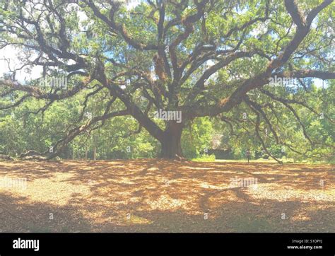 Large tree with many branches Stock Photo - Alamy