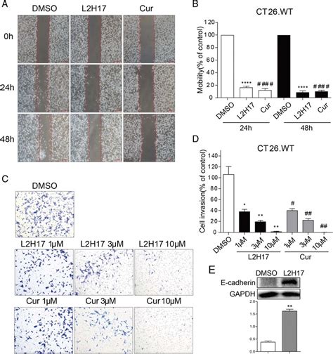 L H Inhibited Cell Migration And Invasion Of Ct Wt Cells Ct Wt