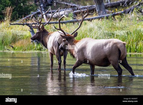 Wapiti Hirsch Fotos Und Bildmaterial In Hoher Auflösung Alamy