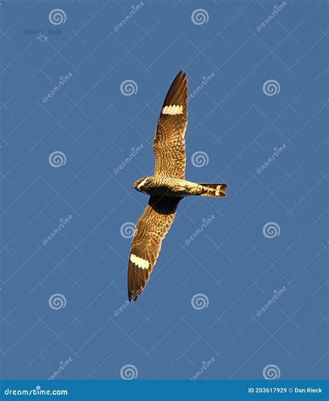 Common Night Hawk Flying with Wings Open with Bright Blue Sky