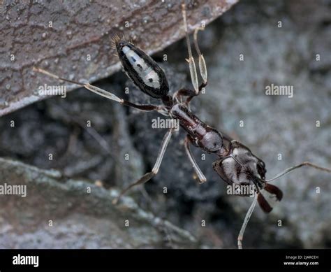 Trap Jaw Ants On The Wet Ground Stock Photo Alamy