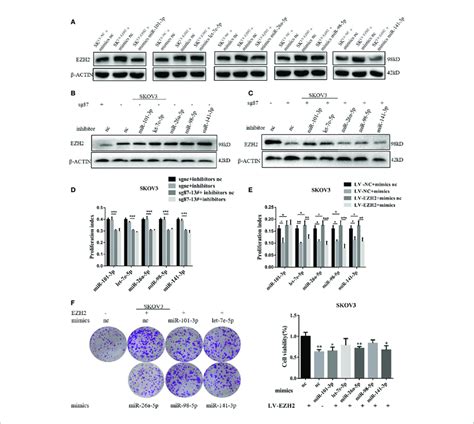 The Ezh2 Mirna Loop Sustains High Ezh2 Expression And Proliferation