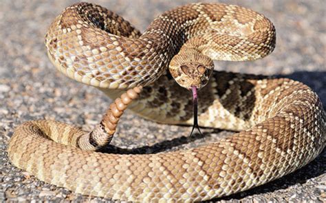 Serpiente cascabel podría disminuir enfermedad de Lyme - Diario La Voz ...