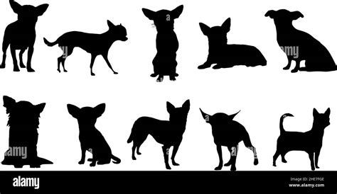 chihuahua silhouette dog bundle svg Stock Vector Image & Art - Alamy