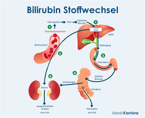 Bilirubin Bedeutung Und Messung Medi Karriere