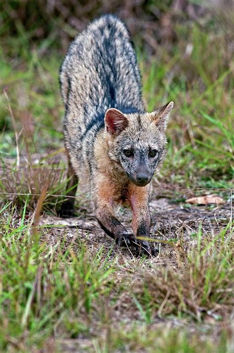 Crab Eating Fox Photograph By Tony Camachoscience Photo Library Pixels