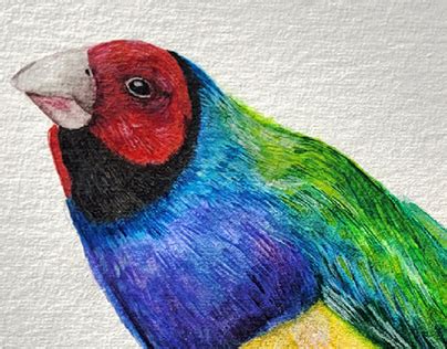 Rainbow Finch Projects :: Photos, videos, logos, illustrations and branding :: Behance