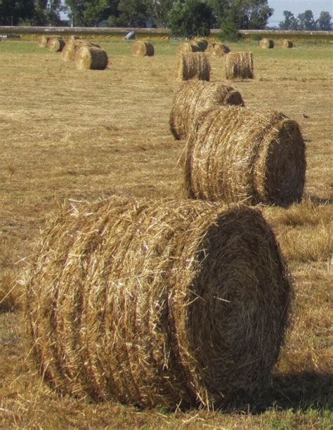 Evoluci N De Los Costos De Los Forrajes Conservados Producir Xxi