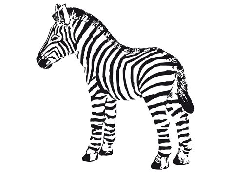 Cute Baby Zebra Coloring Pages at GetColorings.com | Free printable ...