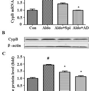 Aldosterone Aldo Induces Mitochondrial Membrane Potential MMP