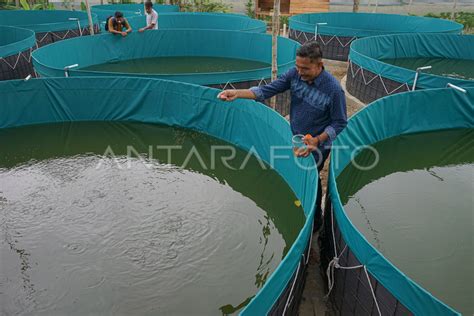 Budidaya Ikan Sistem Bioflok Dari Dana Desa Antara Foto