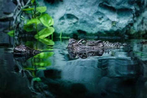 Mimpi Dikejar Buaya Pertanda Baik Atau Buruk Ya Begini Artinya