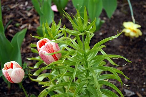 Outfit Blue Hues Striped Cardigan Jeans Skirt Nude Bow Flats Quilted Chain Strap Bag